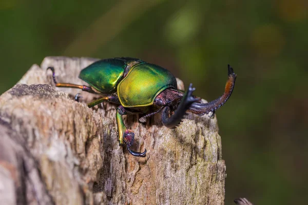 长角牛甲虫 (Loesse sanguinolenta)，甲虫 — 图库照片