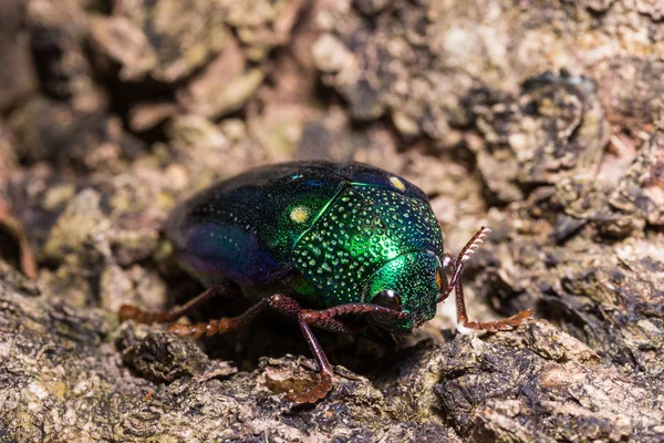 Jewel Beetle (Sternocera ruficornis) — Stockfoto