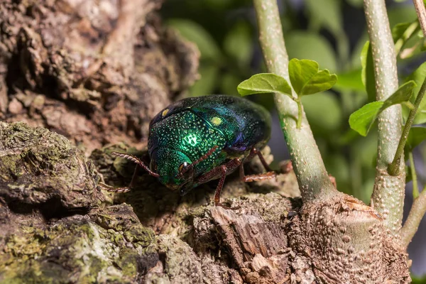 Jewel Beetle (Sternocera ruficornis) — Stockfoto