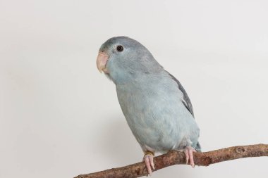 Leylak rengi Forpus, muhabbet kuşu, kuş