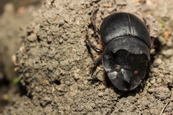 Escarabajo, Escarabajo de Cuerno Tri (Catharsius molossus ) — Foto de Stock