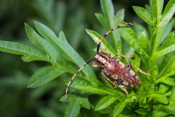 The Longhorn beetle — Stock Photo, Image