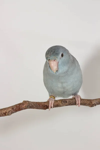 Mauve Forpus, parkieten, vogel — Stockfoto