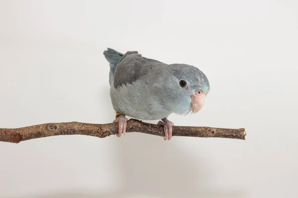 Mauve Forpus, parkieten, vogel — Stockfoto