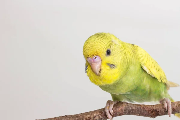 Budgarigar, pássaro de Budgie — Fotografia de Stock