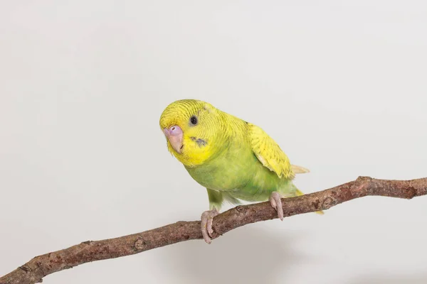Budgarigar, periquito pájaro —  Fotos de Stock