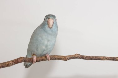 Leylak rengi Forpus, muhabbet kuşu, kuş