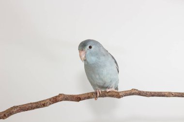 Leylak rengi Forpus, muhabbet kuşu, kuş