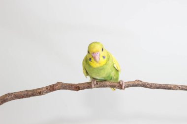 Budgarigar, muhabbet kuşu kuş