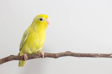 Pastel Yeşil Forpus kuş 