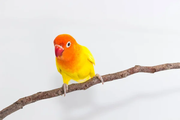 Amarelo Lovebird no ramo — Fotografia de Stock