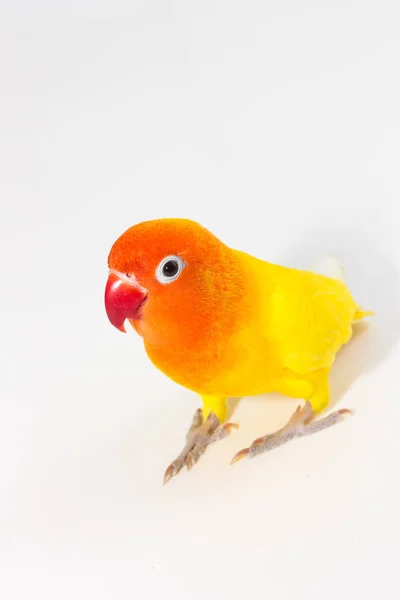 Amarelo Lovebird de pé — Fotografia de Stock