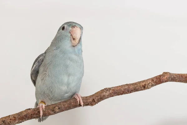 Mauve Forpus, Sittich, Vogel — Stockfoto