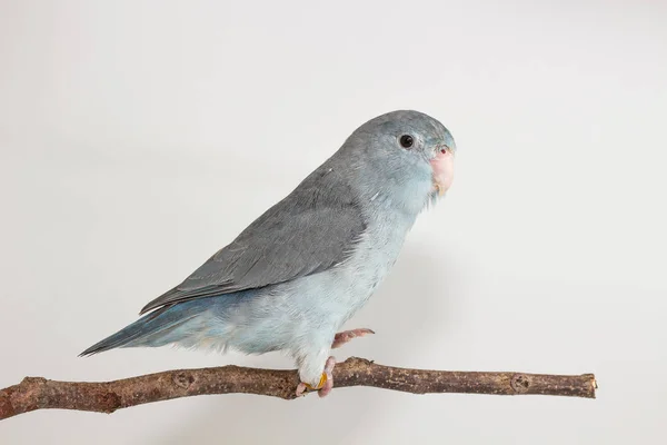 Mauve Forpus, parkieten, vogel — Stockfoto