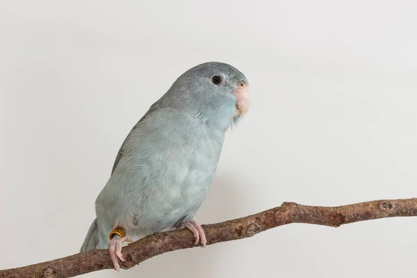 Mauve Forpus, parkieten, vogel — Stockfoto