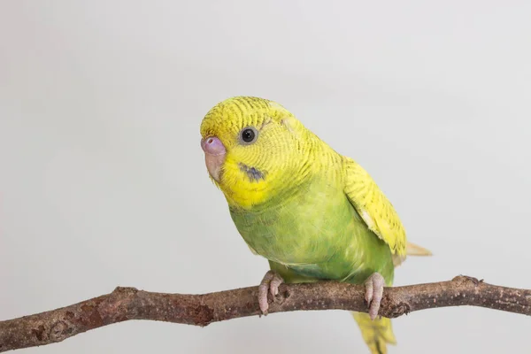 Budgarigar, птах хвилястий Папужка — стокове фото