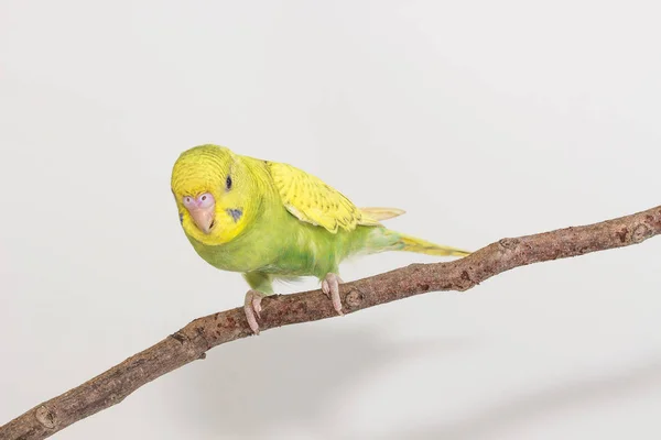 Budgarigar, pássaro de Budgie — Fotografia de Stock