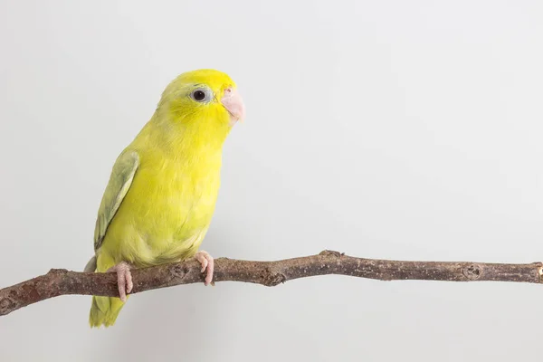 Pasztell zöld Forpus madár — Stock Fotó
