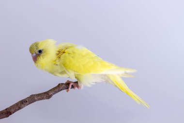 Budgarigar, muhabbet kuşu kuş