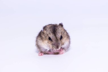 Küçük ve şirin Hamster