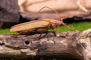 Brown Longhorn böceği 