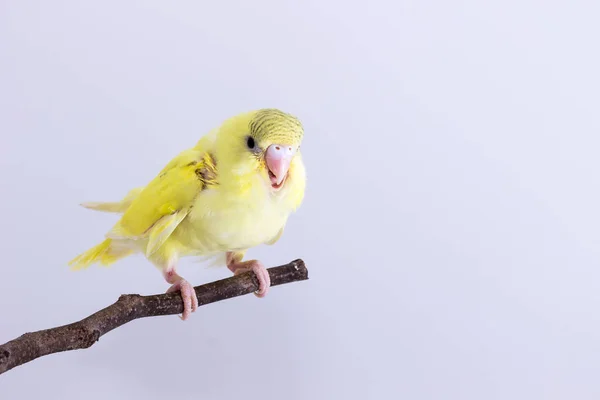 Budgarigar, pássaro de Budgie — Fotografia de Stock