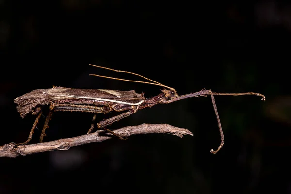 Moss Mimic Stick Insect - Antropoda — Fotografia de Stock