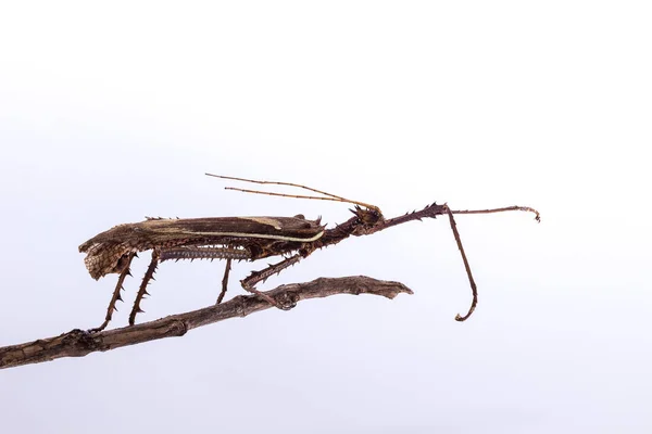 Moss Mimic Stick Insecto - Antropoda — Foto de Stock