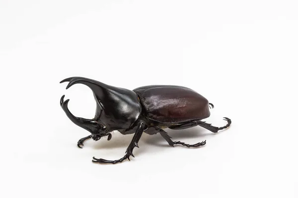 Rhinoceros beetle, Rhino kever, Hercules kever — Stockfoto
