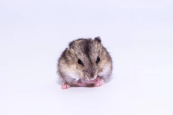 Kleiner und niedlicher Hamster — Stockfoto