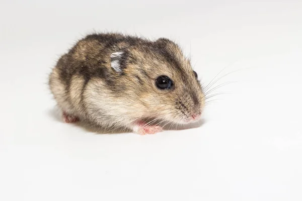 Weinig Schattige Hamster Witte Achtergrond — Stockfoto