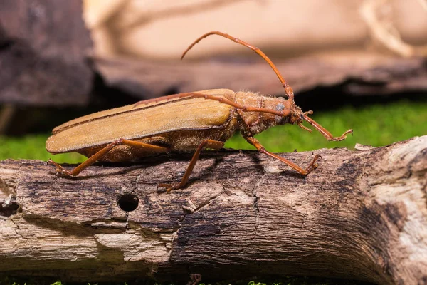 Brown Longhorn beetle — Stock Photo, Image