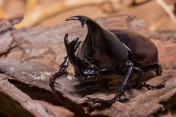 Rhinoceros beetle, Rhino kever, Hercules kever, Dynastes tityus — Stockfoto