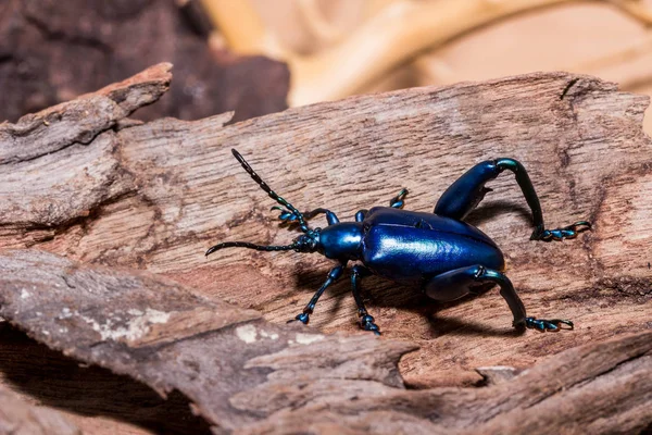 Escarabajo de la hoja con patas de rana (Sagra buqueti ) — Foto de Stock