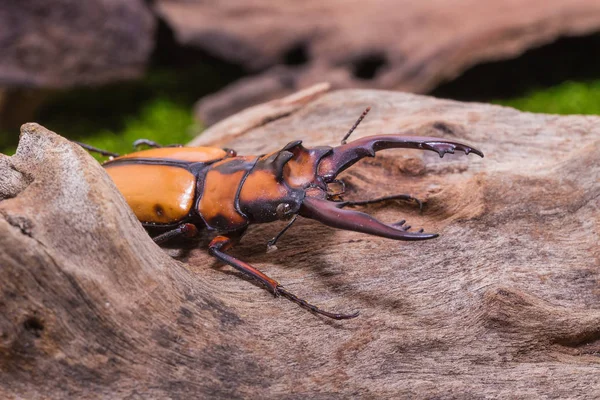 Bogár-rovar szarvasbogár (Prosopocoilus kannegieteri) — Stock Fotó