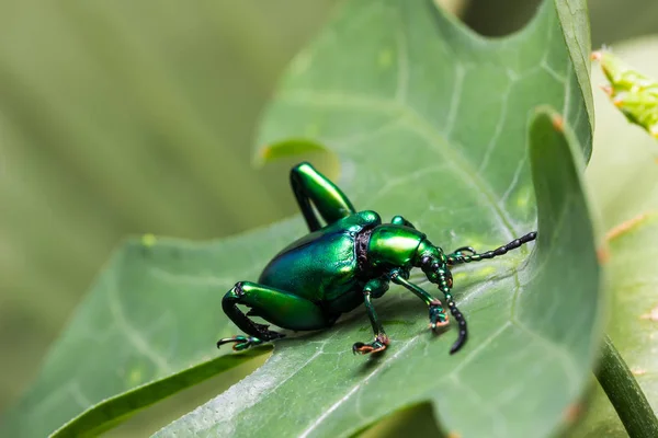 カエル脚ハムシ (Sagra buqueti) — ストック写真