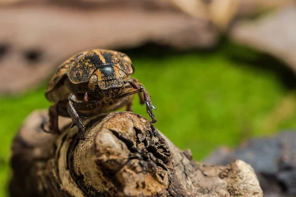 Escarabajo Cockchafer (Polyphylla tonkinensis), Escarabajo — Foto de Stock