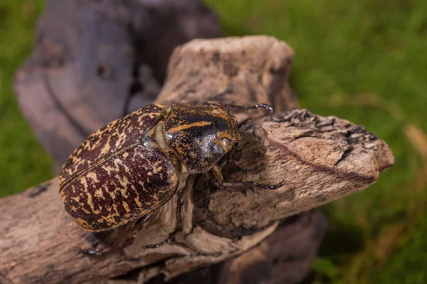 Cockchafer Beetle ( Polyphylla tonkinensis), Beetle — 图库照片
