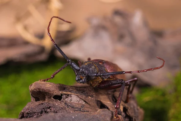 Escarabajo cuerno largo (Rhaphipodus fetalis), Escarabajo — Foto de Stock