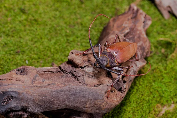 长角牛甲虫 （Rhaphipodus 水肿），甲虫 — 图库照片