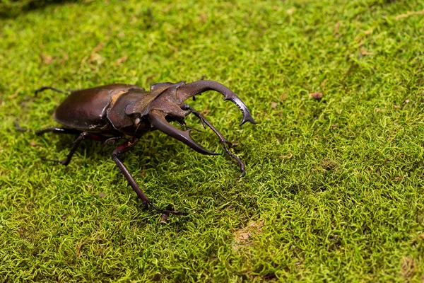 Escarabajo ciervo (Lucanus fairmairel ) — Foto de Stock