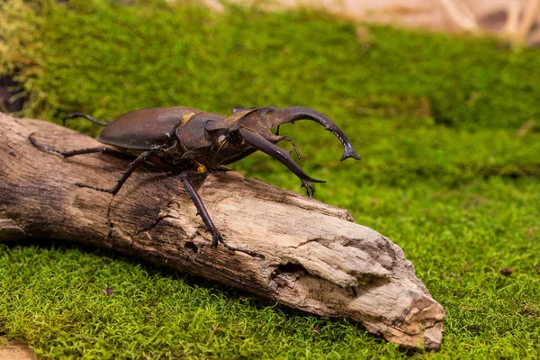 Escarabajo ciervo (Lucanus fairmairel ) — Foto de Stock