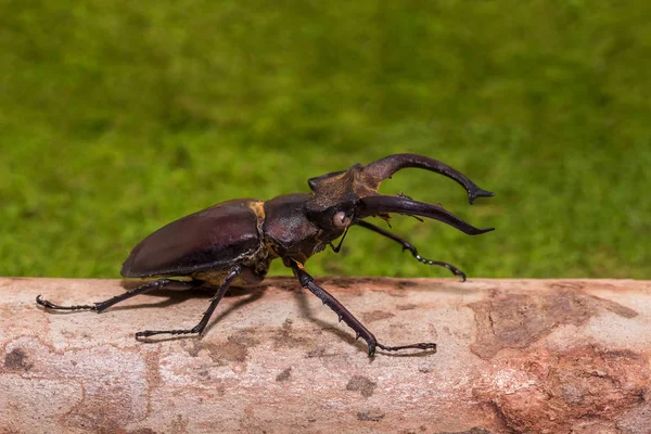 Stag beetle (Lucanus fairmairel) — 图库照片