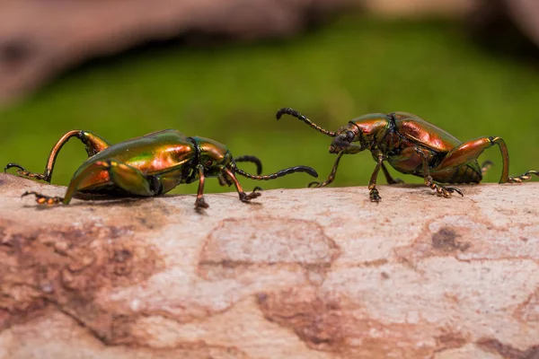 Escarabajo de la hoja con patas de rana (Sagra buqueti ) — Foto de Stock