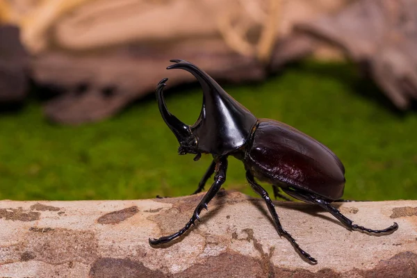 erkek rhinoceros beetle