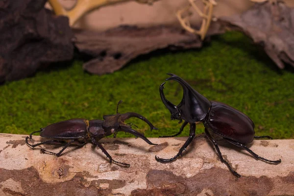 犀牛甲虫和锹虫 — 图库照片