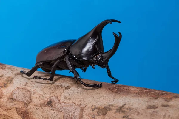 Mannelijke rhinoceros beetle — Stockfoto