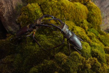 Stag beetle (Lucanus fairmairel)