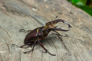 Stag beetle (Lucanus fairmairel)