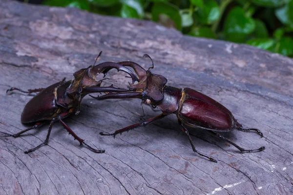 Besouro-da-índia (Lucanus fairmairel ) — Fotografia de Stock